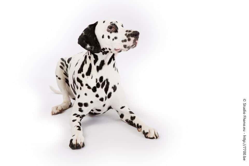 Photo animal de compagnie chien au studio 7700.BE