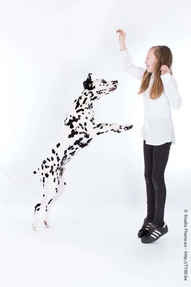Photo animal de compagnie chien au studio 7700.BE
